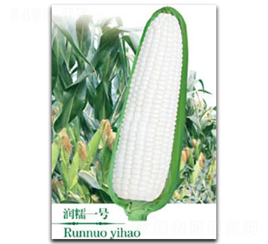 潤(rùn)糯一號(hào)-糯玉米種子-鎮(zhèn)研種業(yè)