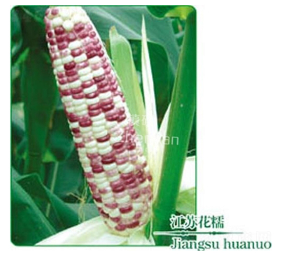 江蘇花糯-糯玉米種子-鎮(zhèn)研種業(yè)