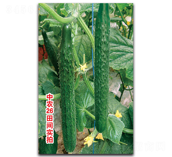 中農(nóng)26黃瓜-黃瓜種子-福仁德樂