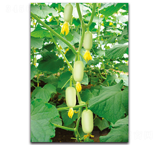 玉女-黃瓜種子-福仁德樂