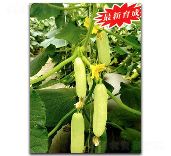 玉妃-黃瓜種子-福仁德樂
