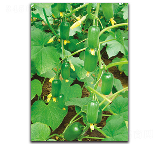 金童-黃瓜種子-福仁德樂