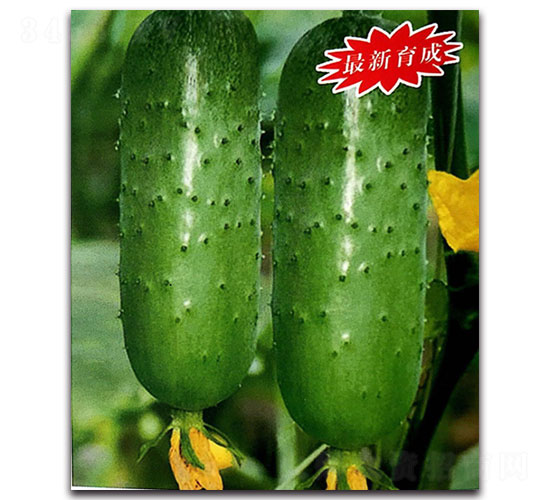 翠綠-黃瓜種子-福仁德樂
