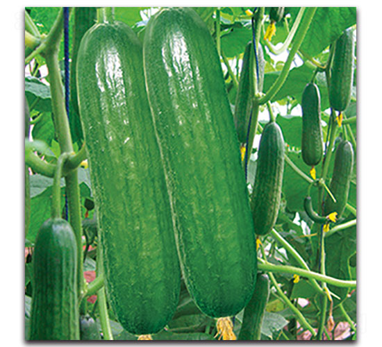 超越-黃瓜種子-福仁德樂