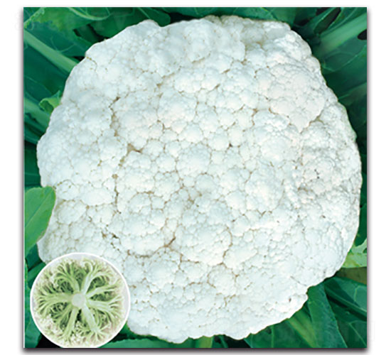 福樂65天-花椰菜種子-福仁德樂