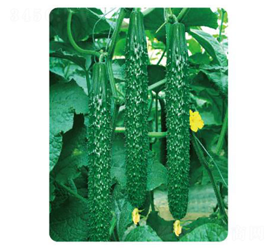 先優(yōu)L302-黃瓜種子-先優(yōu)達(dá)