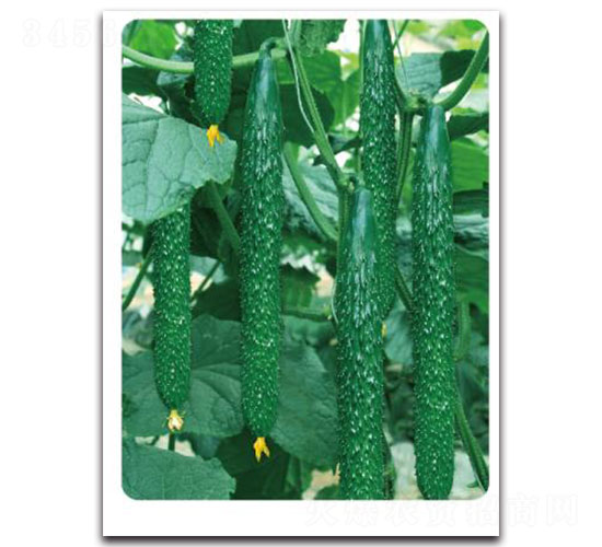 �ȃ�(y��u)-W50-�S�ϷN��-�ȃ�(y��u)�_