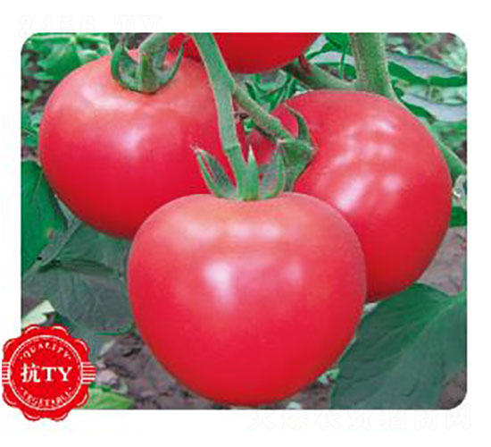 �۲���-���ѷN��-�ȃ�(y��u)�_(d��)