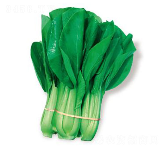 ����-��˷N��-�ȃ�(y��u)�_