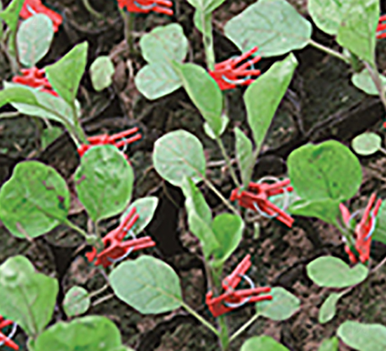 雙砧一號-砧木種子-雙星種業(yè)