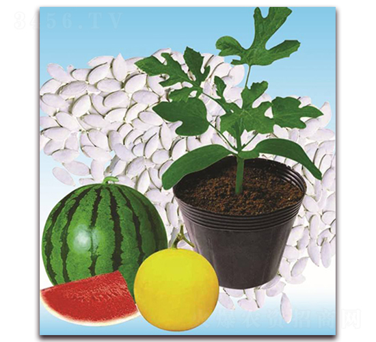 雙砧二號(hào)-砧木種子-雙星種業(yè)