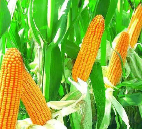 ����8̖-���׷N��-���ǷN�I(y��)