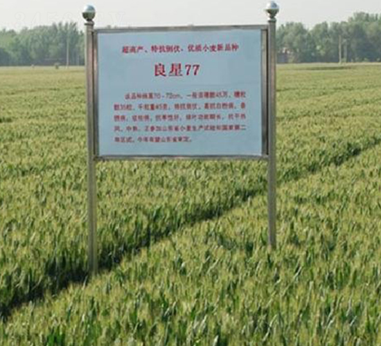 良星77-小麥種子-良星種業(yè)