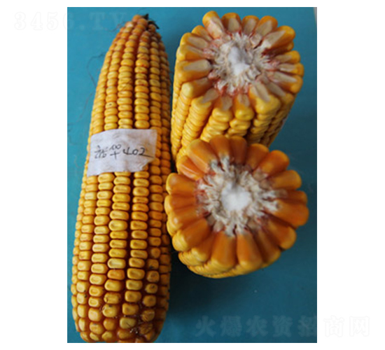 ԣ�A402-���׷N��-ԣ�S�N�I(y��)