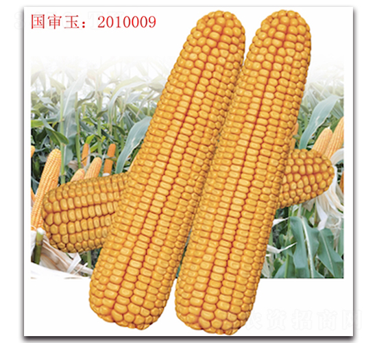 �Ǻ�605-���׷N��-���^�B