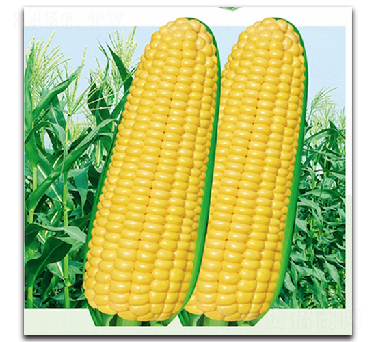 黃金寶606-糯玉米種子-九頭鳥