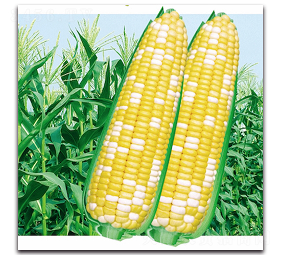 早蜜寶604-糯玉米種子-九頭鳥