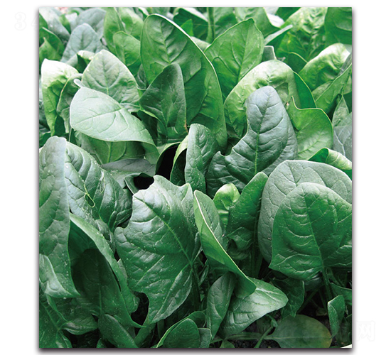 格斯圖菠菜-菠菜種子-現(xiàn)代金穗