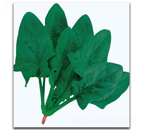 和田綠菠菜-菠菜種子-現(xiàn)代金穗