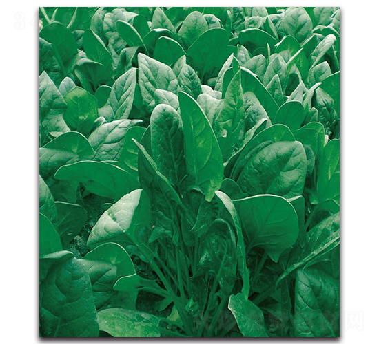 1314菠菜-菠菜種子-現(xiàn)代金穗