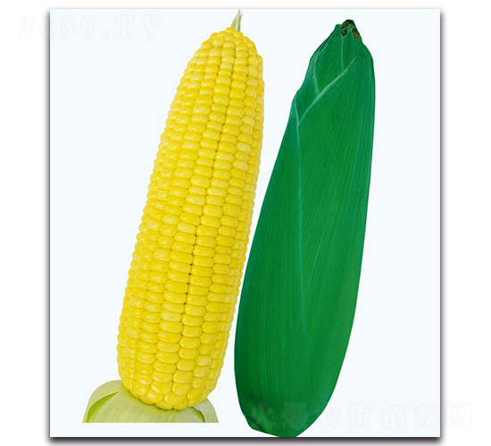 ���S6̖(h��o)����-�����׷N��-�F(xi��n)������