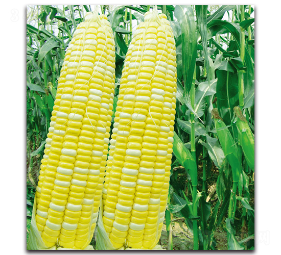 �A����8̖(h��o)���y������-�����׷N��-�F(xi��n)������