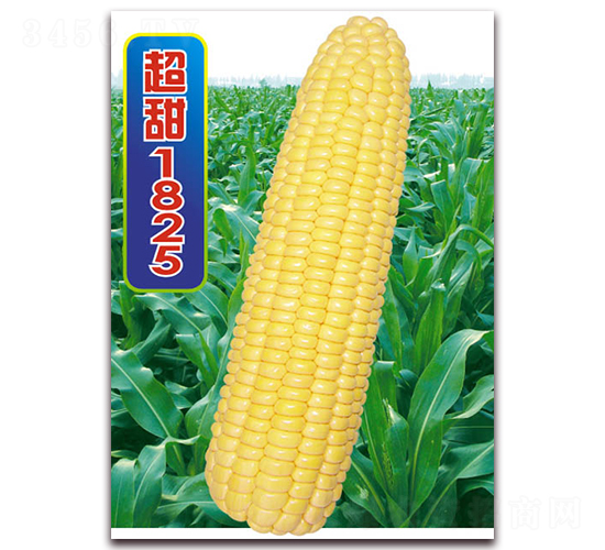 超甜1825-甜玉米種子-華穗種業(yè)