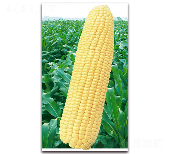 萬甜2000-甜玉米種子-華穗種業(yè)