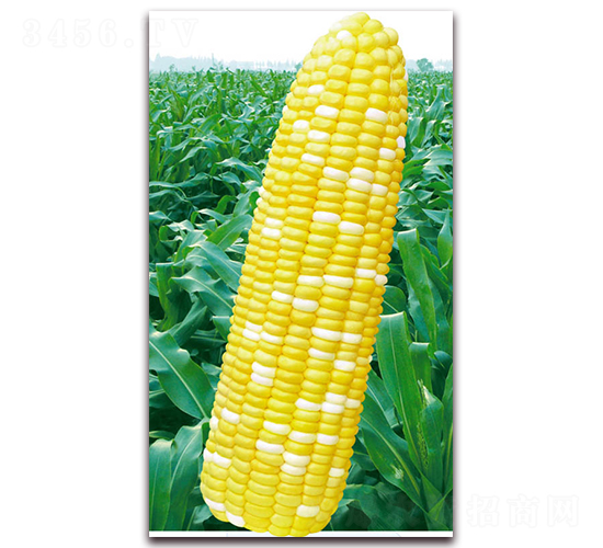 �f(w��n)��2015-�����׷N��-�A��N�I(y��)