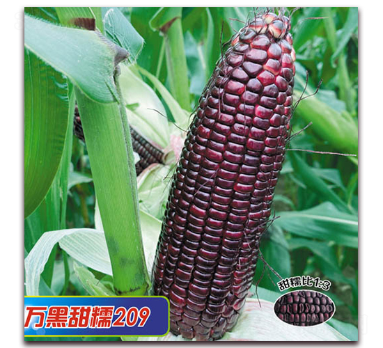 萬(wàn)黑甜糯209-糯玉米種子-華穗種業(yè)