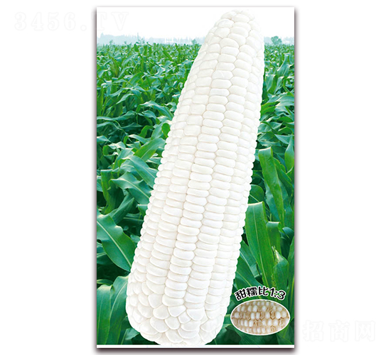 萬糯188-糯玉米種子-華穗種業(yè)