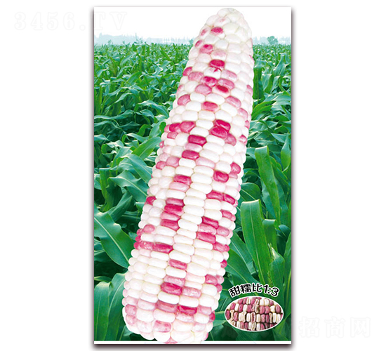 萬彩甜糯118-糯玉米種子-華穗種業(yè)
