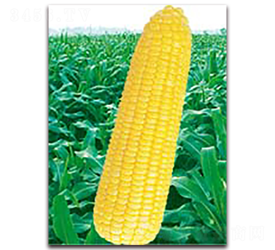 �f�SŴ253-Ŵ���׷N��-�A��N�I(y��)