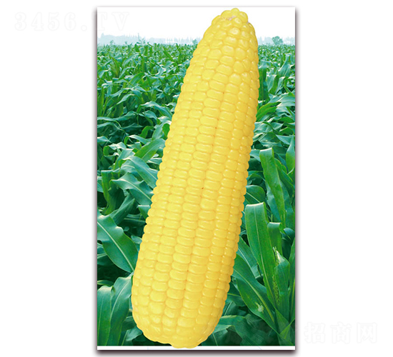 �fŴ��̖-Ŵ���׷N��-�A��N�I(y��)