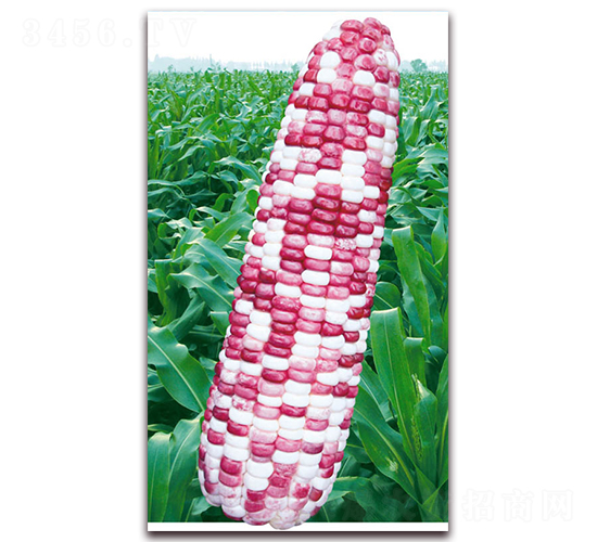 萬彩糯三號-糯玉米種子-華穗種業(yè)