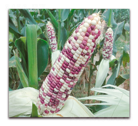 萬糯162-糯玉米種子-華穗種業(yè)