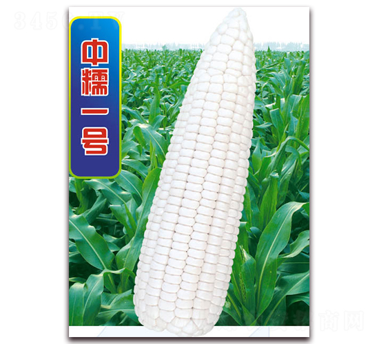 中糯一號-糯玉米種子-華穗種業(yè)