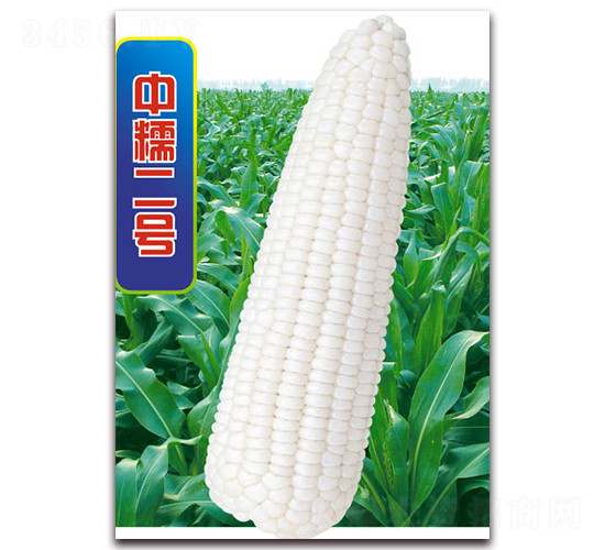 中糯二號-糯玉米種子-華穗種業(yè)