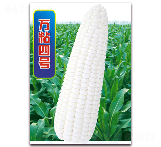 萬粘四號-糯玉米種子-華穗種業(yè)