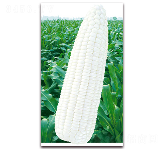 �f(w��n)Ŵ��̖(h��o)-Ŵ���׷N��-�A��N�I(y��)