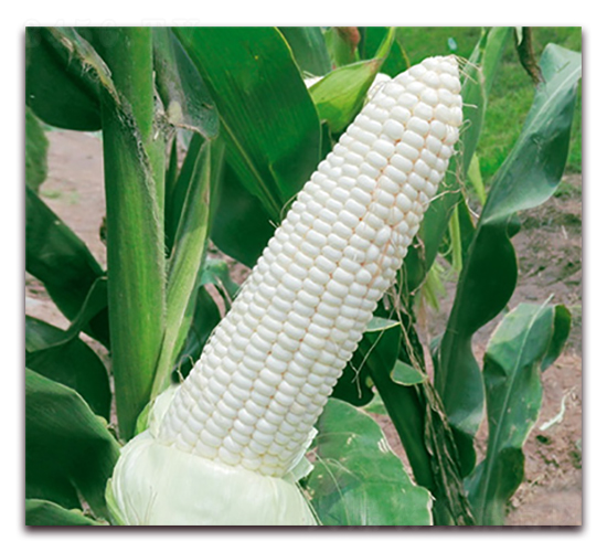 �fŴ161-Ŵ���׷N��-�A��N�I(y��)