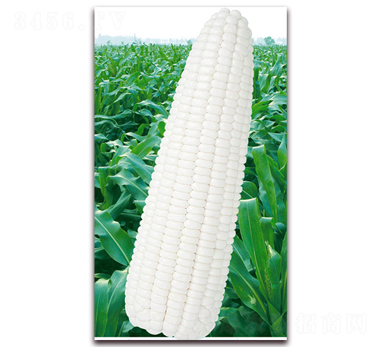 �f(w��n)Ŵ2000-Ŵ���׷N��-�A��N�I(y��)