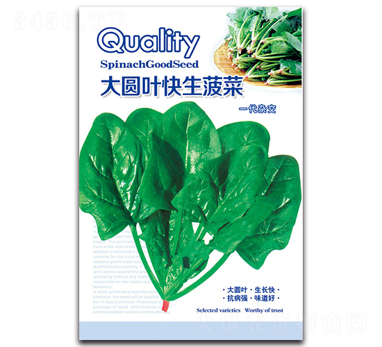 大圓葉快生菠菜-菠菜種子-京密種業(yè)
