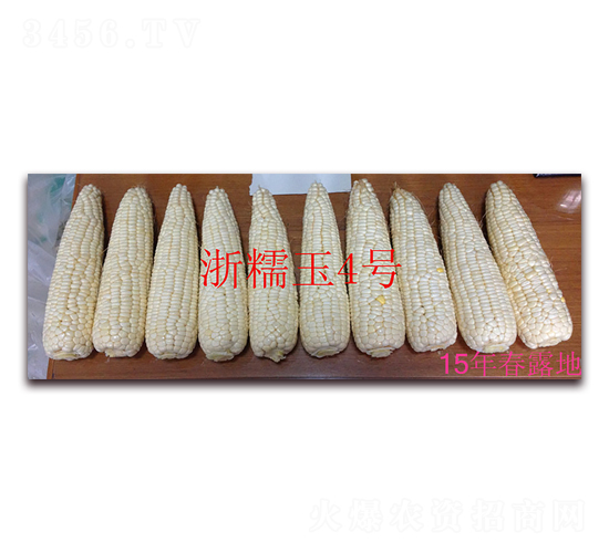 浙糯玉四號（15年春露地）-糯玉米種子-京密種業(yè)