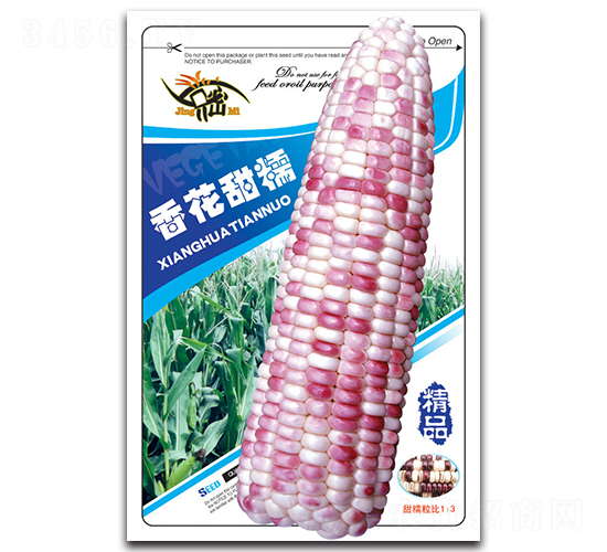 香花甜糯-糯玉米種子-京密種業(yè)