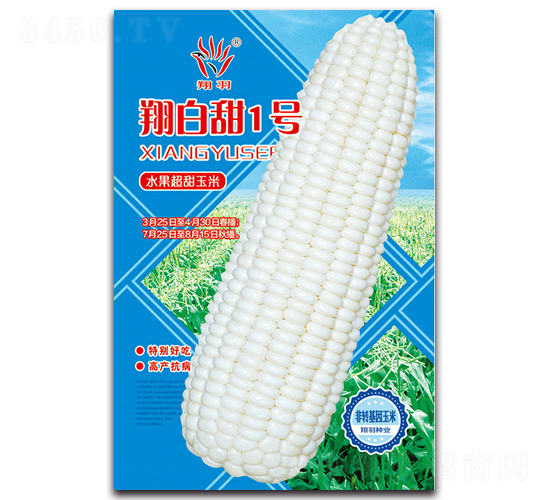 翔白甜1號-甜玉米種子-京密種業(yè)