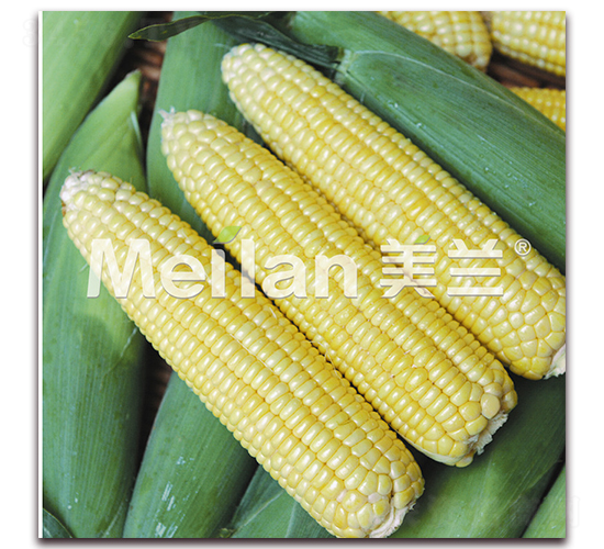美玉甜002-甜玉米種子-綠川