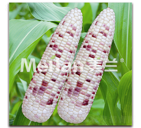 ����Ŵ15̖-Ŵ���׷N��-�G��