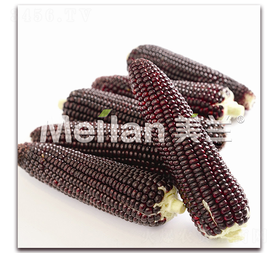 �ڼ���Ŵ304-��Ŵ���׷N��-�G��