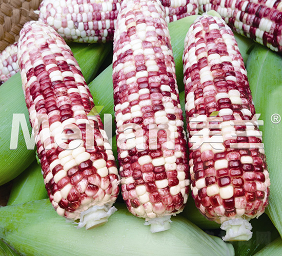 �������Ŵ41̖-��Ŵ���׷N��-�G��